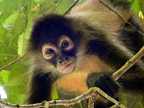 Die 25 am stärksten vom Aussterben bedrohten Primaten