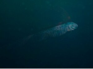 Riemenfisch: Lebensraum und Merkmale