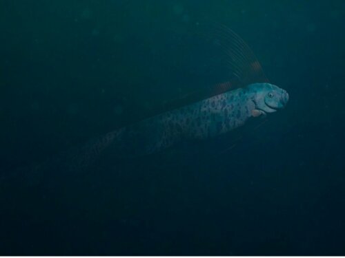 Riemenfisch: Lebensraum und Merkmale