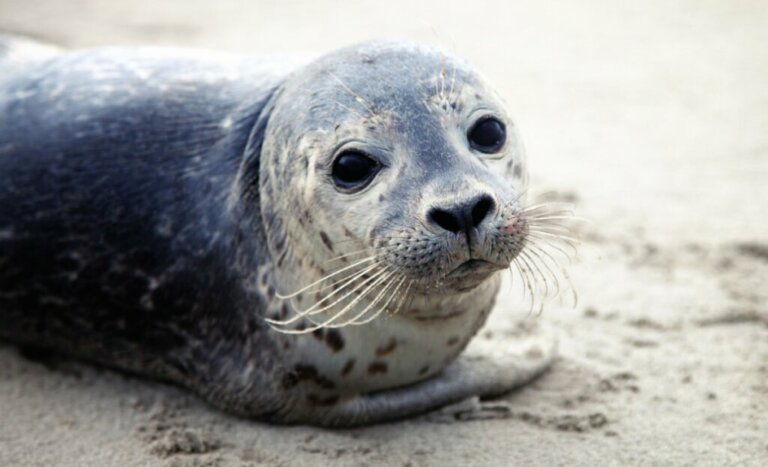 Robben: Einige Arten sind vom Aussterben bedroht