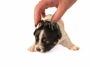 Spinnenbiss bei Hunden: Was tun?