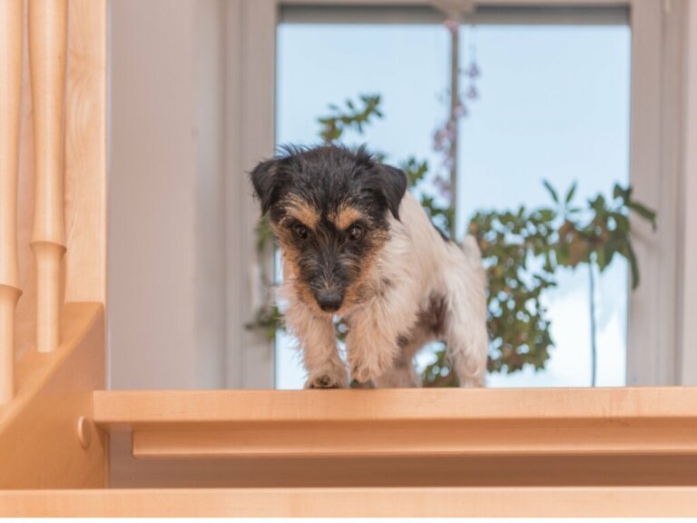 Hat dein Hund Angst vor Treppen? Die Ursachen und was du unternehmen kannst