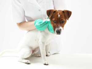 Paraphimose bei Hunden: Merkmale, Ursachen und Behandlung