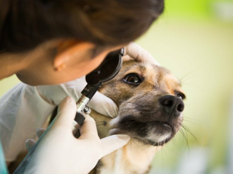 Uveitis bei Hunden: Ursachen, Symptome und Behandlung