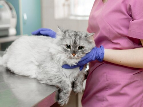 Pleuraerguss bei Katzen - Katzenkrankenversicherung ermöglicht optimale Versorgung