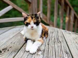Gewichtsverlust bei Katzen: Hauptursachen und Behandlung
