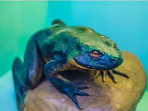 Goliathfrosch: Lebensraum und Eigenschaften
