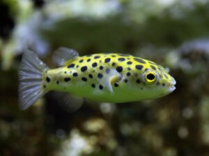 Zwergkugelfisch: Merkmale und Pflege