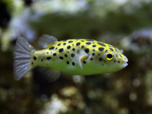 Zwergkugelfisch: Merkmale und Pflege