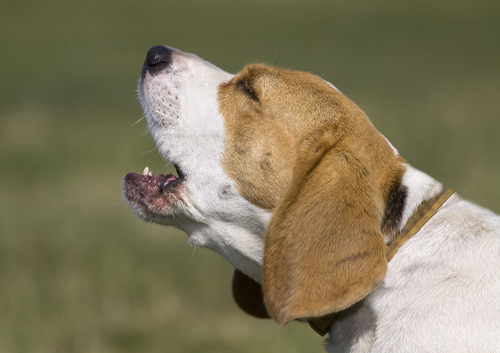 5 Tipps gegen übermäßiges Bellen von Hunden