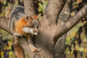 Wölfe, Füchse und Kojoten: Welche Unterschiede bestehen zwischen ihnen?
