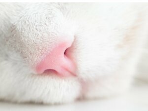 Schwere Atmung bei Katzen: Was könnte die Ursache sein?