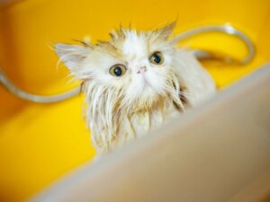 Eine Perserkatze baden: 6 hilfreiche Tipps!