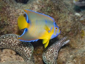 Königin-Kaiserfisch: Lebensraum und Eigenschaften