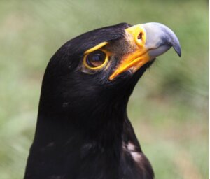 Der Klippenadler: Lebensraum und Eigenschaften