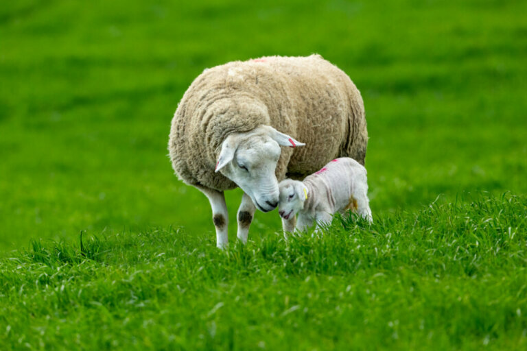 Schafe: Ihr Verhalten, Merkmale und Charaktereigenschaften