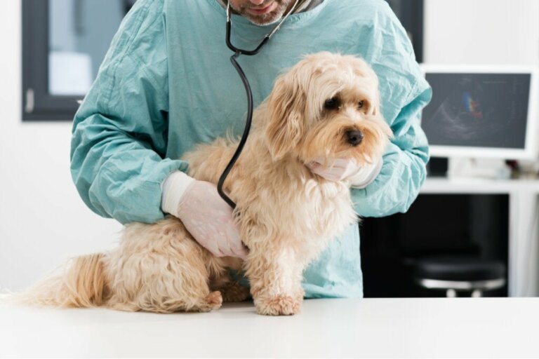 Hakenwürmer bei Hunden: Symptome und Behandlung