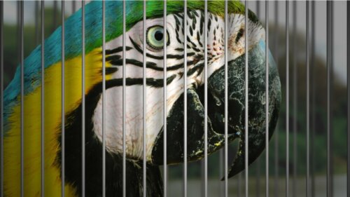 7 vom Aussterben bedrohte Vogelarten, die häufig als Haustiere gehalten werden