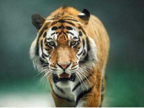 Das Verhalten von Tigern: Alles Wissenswerte