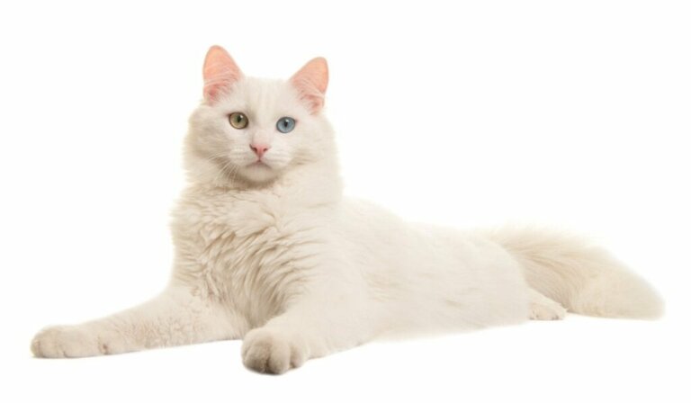 Albino-Katzen und die besondere Pflege, die sie benötigen