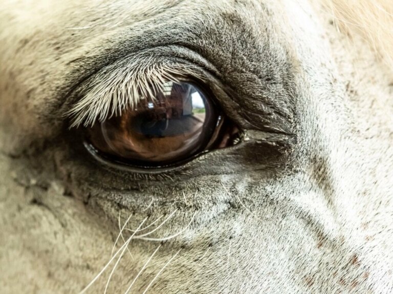 Glaukom bei Pferden: Ursachen, Symptome und Behandlung