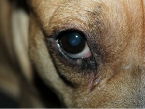 Mein Hund hat ein rotes, geschwollenes Auge - was nun?