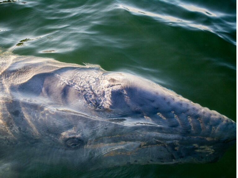 Grauwal bricht den Rekord: Die größte Distanz, die je ein Tier zurückgelegt hat!