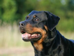 Amerikanischer und deutscher Rottweiler: Das sind die Unterschiede