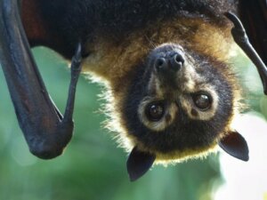 Fledermäuse: Wissenswertes über die verschiedenen Arten