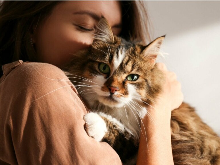 Sind Katzen eifersüchtig? Alles Wissenswerte