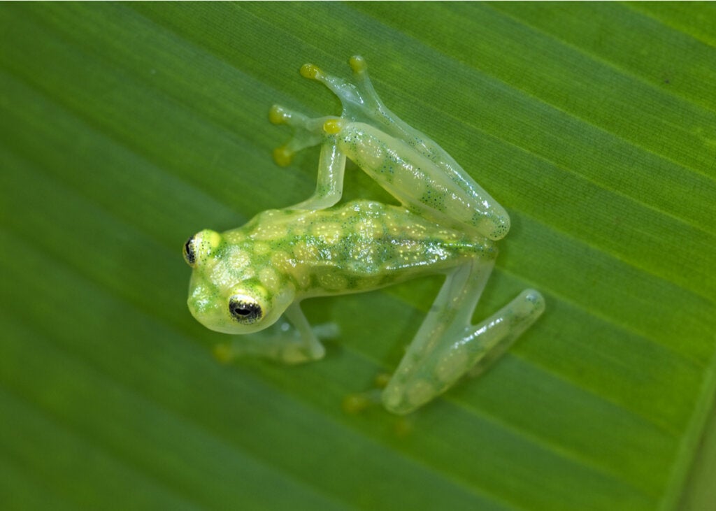 Bioindikator-Spezies: Typen und Beispiele