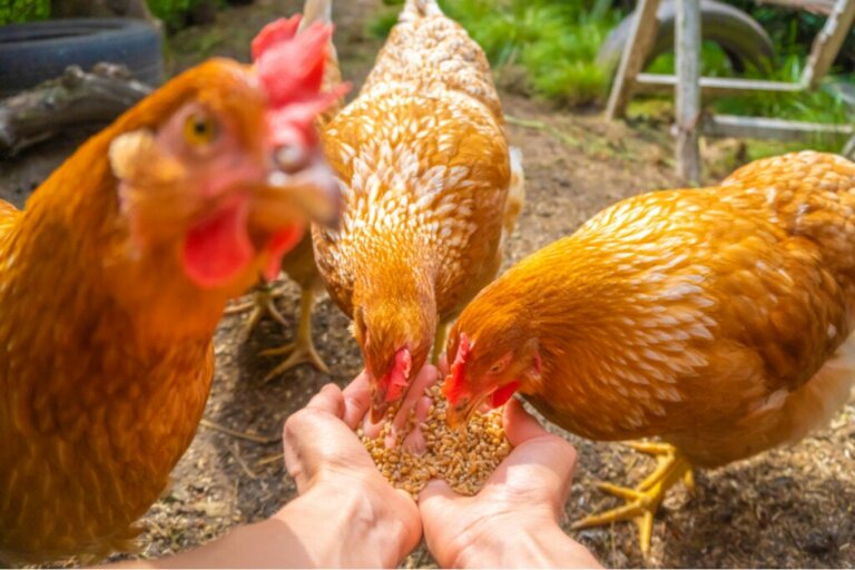 Alles Wissenswerte über Hühner und ihr Verhalten