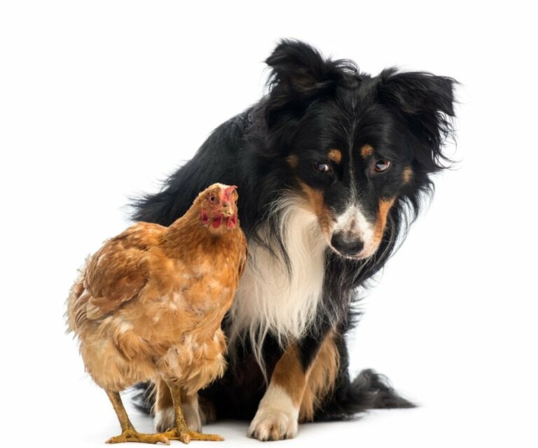 Warum attackiert dein Hund Hühner und was kannst du dagegen unternehmen?