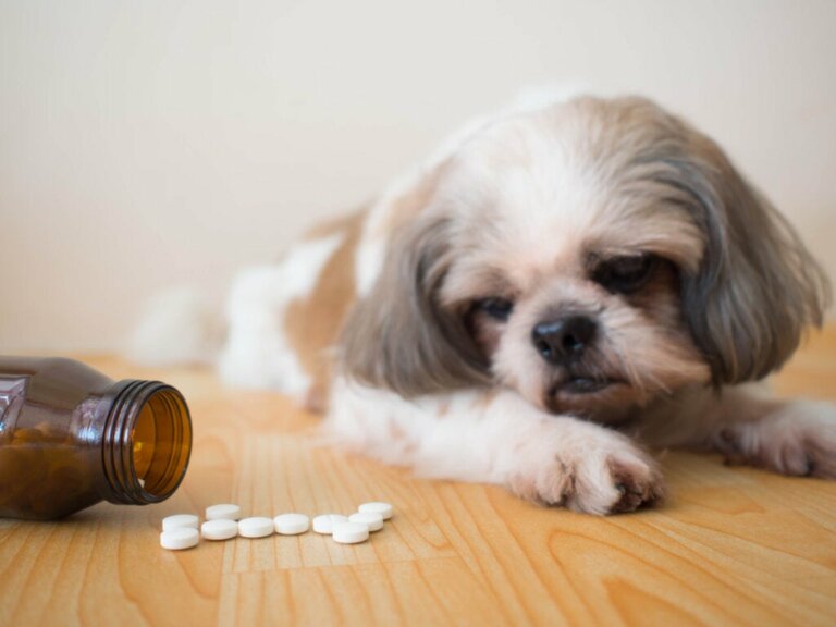 Procox für Hunde: Anwendungen und Nebenwirkungen