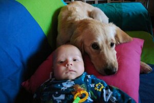 Eine Hündin stillt ein verlassenes Baby