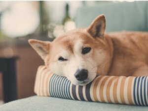 Warum drehen sich Hunde im Kreis, bevor sie sich zum Schlafen legen?