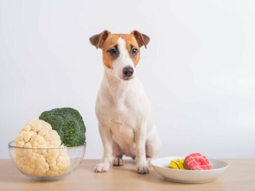 Dürfen Hunde Blumenkohl fressen?