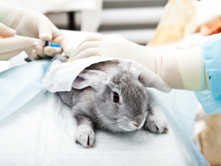 Ivermectin für Kaninchen: Alles, was du darüber wissen solltest