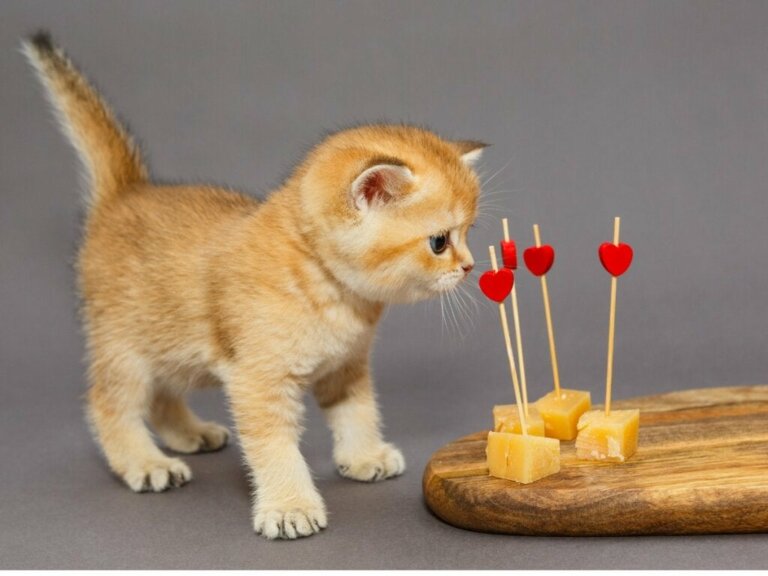 Dürfen Katzen Käse fressen?