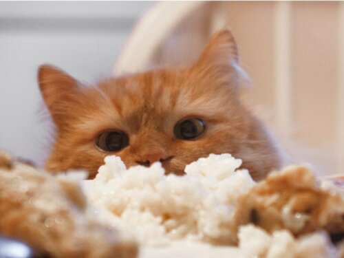 Dürfen Katzen Reis fressen?