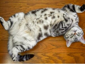 Hängebauch bei Katzen - was ist das eigentlich?