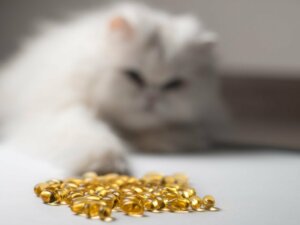 Fischöl für Katzen: 14 Vorteile
