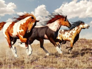 Mustangs: Herkunft und Merkmale dieser Pferderasse