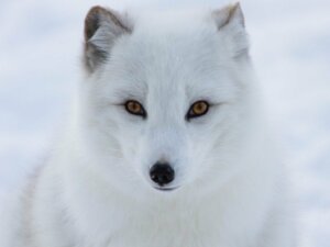 Tiere am Nordpol: 5 vom Aussterben bedrohte Arten