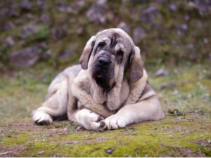 Pyrenäen-Mastiff: Alles Wissenswerte über diese Rasse