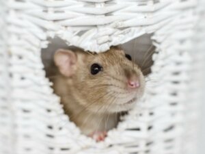 Nagetiere: Das sind die 6 klügsten Arten der Welt!