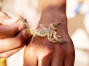 Skorpionstiche: Mexiko ist eines der Länder mit der weltweit höchsten Rate