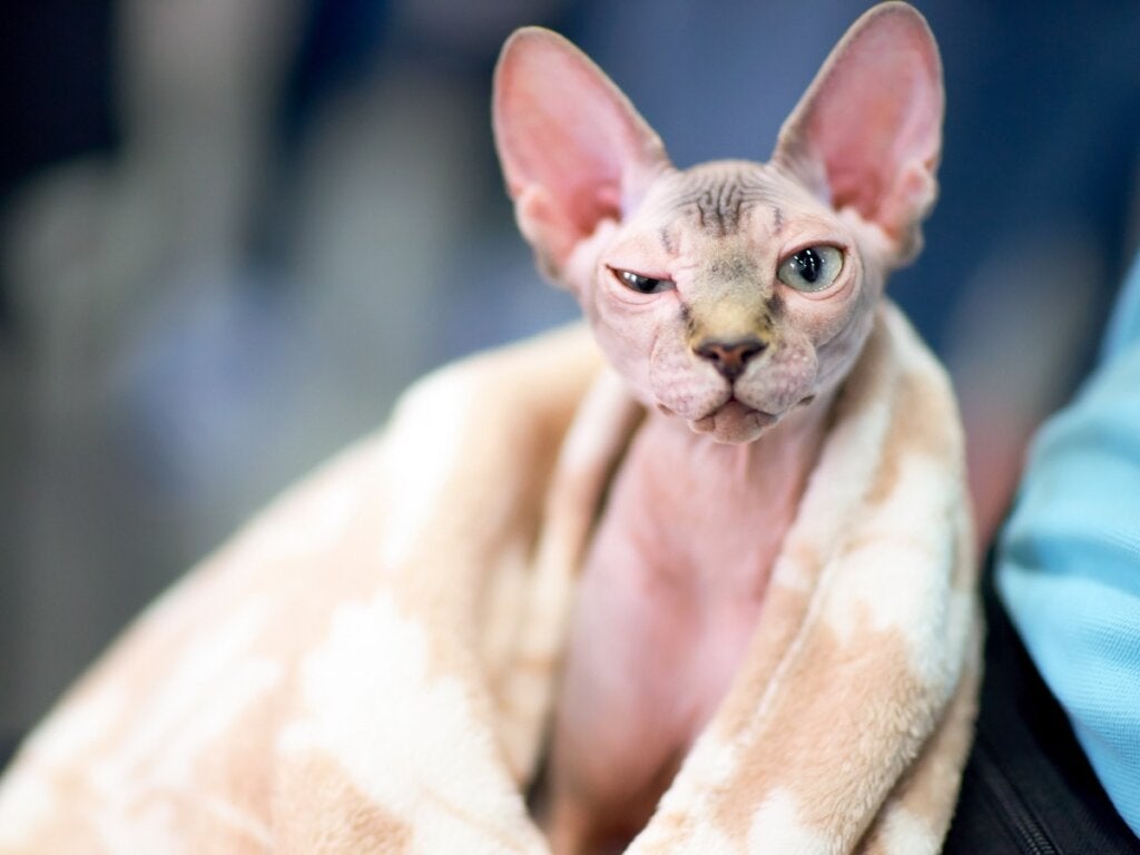 Wie man eine Sphynx- oder haarlose Katze badet