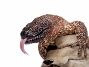 Die Skorpion-Krustenechse: Lebensraum und Merkmale