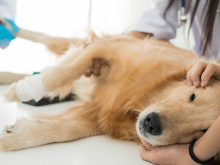 Kastrierte Hunde und die Pflege, die sie benötigen